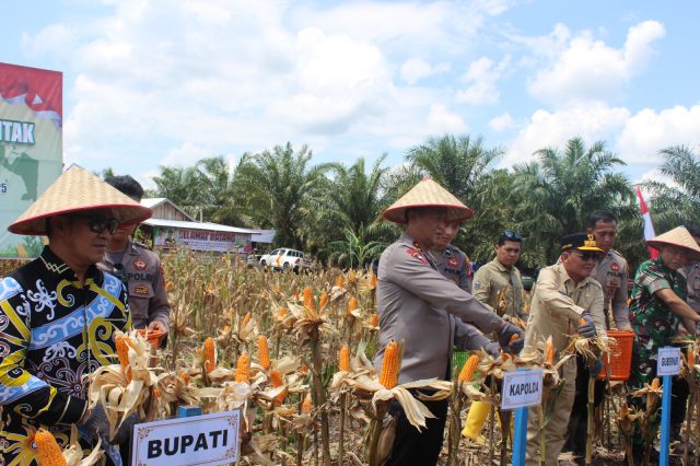 panen panen jagung